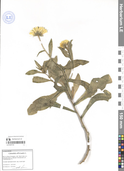 LE 01307133
