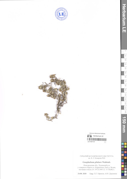 LE 01307141