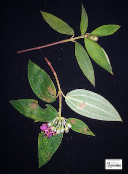LE 01360477