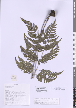 LE 01318482