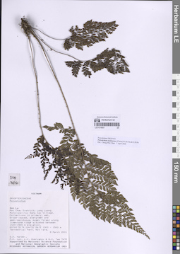 LE 01318521