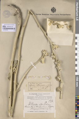 LE 01312146