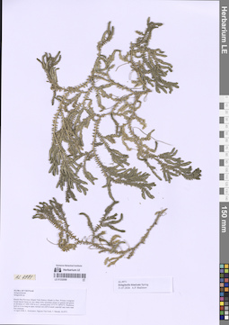 LE 01332008