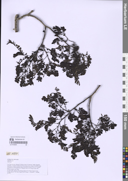 LE 01332020