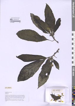 LE 01332026