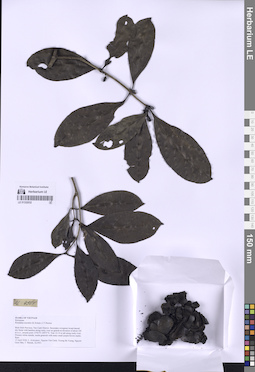 LE 01332032