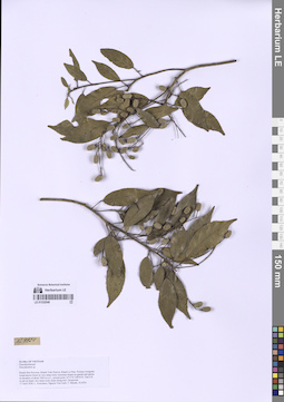 LE 01332046