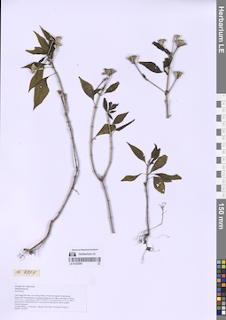 LE 01332058