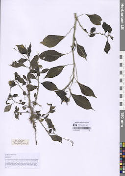 LE 01332077
