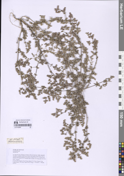 LE 01332081