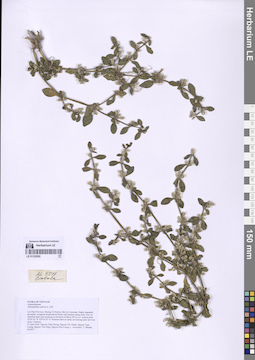 LE 01332082
