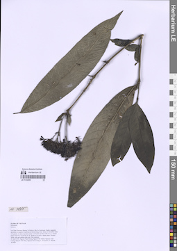 LE 01332096