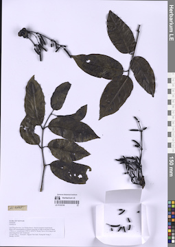 LE 01332106