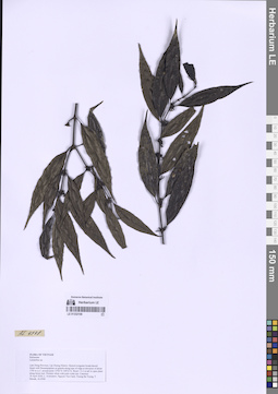 LE 01332109
