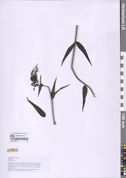 LE 01332165