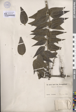 LE 01064941