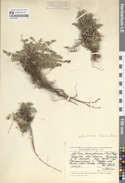 LE 01331285