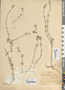 LE 01205075