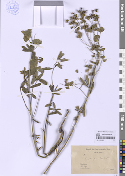 LE 01336183