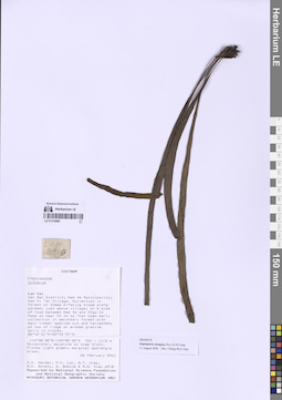 LE 01318488