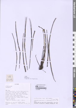 LE 01318606