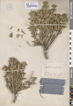 LE 01312293
