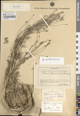 LE 01180478