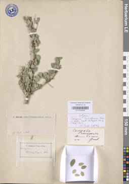 LE 01024244