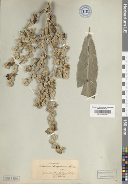 LE 01009396