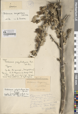 LE 01312432