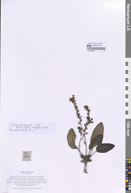 LE 01332404