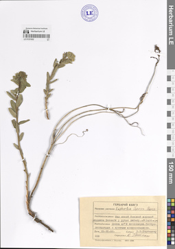LE 01331602
