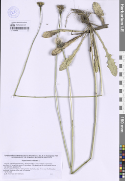 LE 01306568