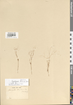 LE 00017594