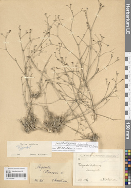 LE 01205059
