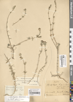 LE 01205075