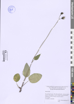 LE 01330271