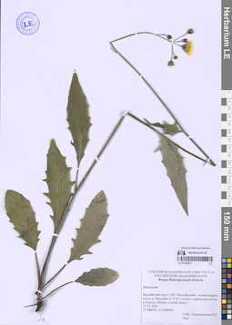 LE 01330277