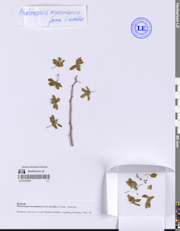 LE 01332381