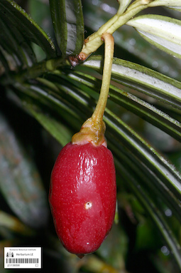 LE 01360598