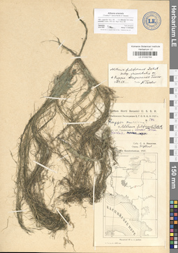 LE 01032154