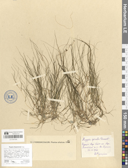 LE 01047385