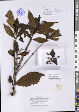 LE 01332568
