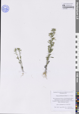 LE 01312438
