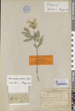 LE 01053932