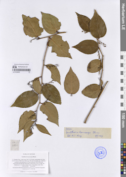 LE 01332835