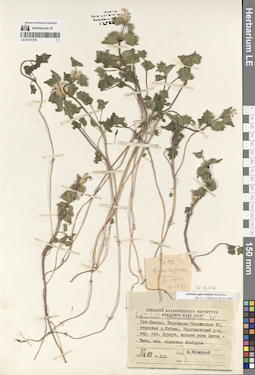 LE 01331729