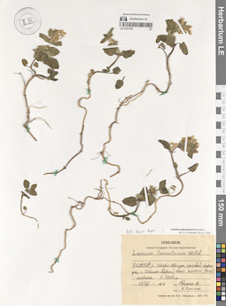 LE 01331790