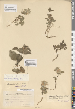 LE 01331871