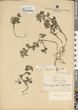 LE 01331875